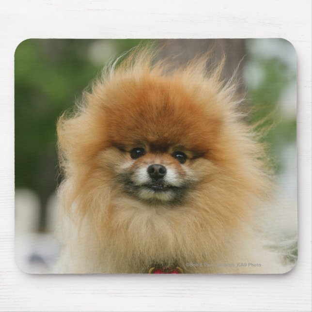 Pomeranian Headshot Looking at Camera Mouse Pad (Front)