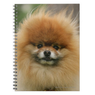 Pomeranian Headshot Looking at Camera Notebook