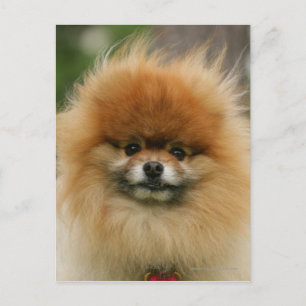 Pomeranian Headshot Looking at Camera Postcard