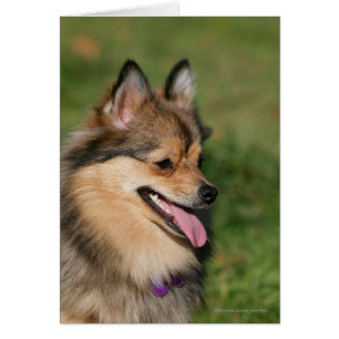 Pomeranian Headshot Panting