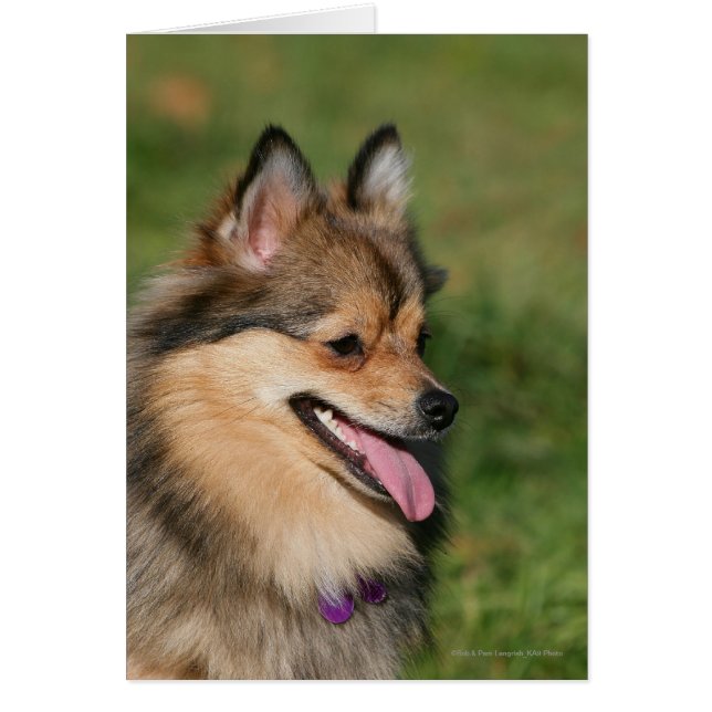 Pomeranian Headshot Panting (Front)