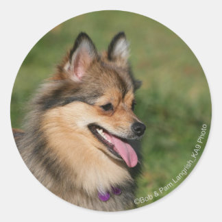 Pomeranian Headshot Panting Classic Round Sticker