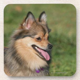 Pomeranian Headshot Panting Coaster