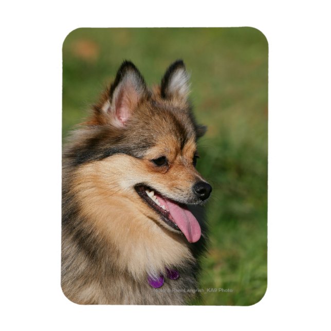 Pomeranian Headshot Panting Magnet (Vertical)