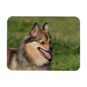 Pomeranian Headshot Panting Magnet