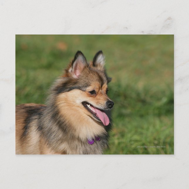Pomeranian Headshot Panting Postcard (Front)