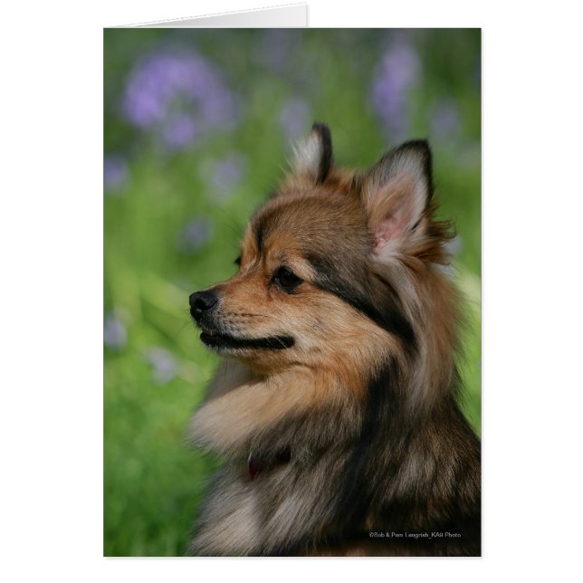Pomeranian Headshot Sitting (Front)