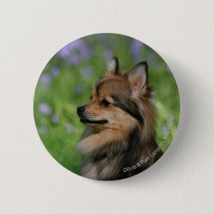 Pomeranian Headshot Sitting 6 Cm Round Badge