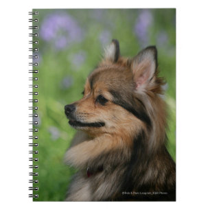 Pomeranian Headshot Sitting Notebook