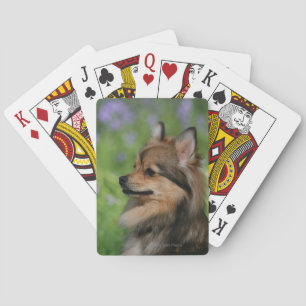 Pomeranian Headshot Sitting Playing Cards