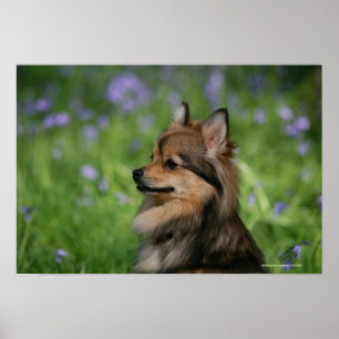 Pomeranian Headshot Sitting Poster