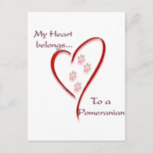 Pomeranian Heart Belongs Postcard