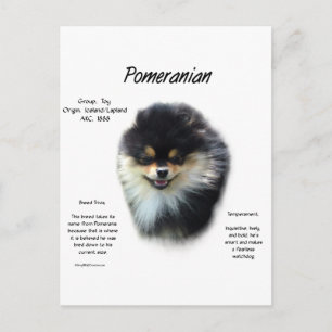 Pomeranian History Design Postcard