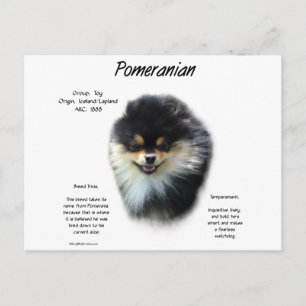 Pomeranian History Design Postcard