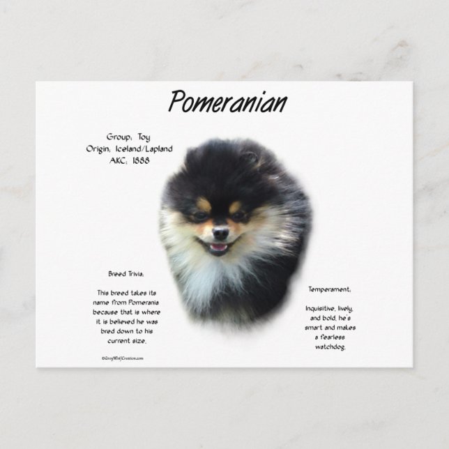 Pomeranian History Design Postcard (Front)