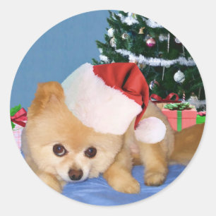 Pomeranian in Santa Hat Sticker