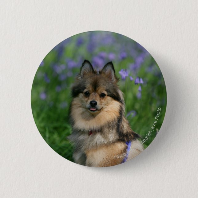 Pomeranian in the Grass 6 Cm Round Badge (Front)
