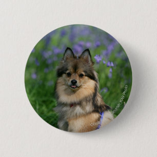 Pomeranian in the Grass 6 Cm Round Badge