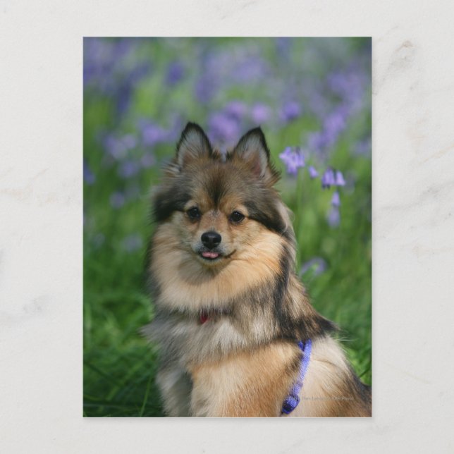 Pomeranian in the Grass Postcard (Front)