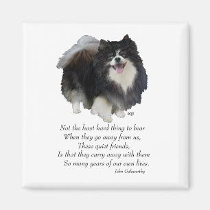 Pomeranian Keepsake Male Magnet