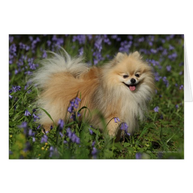Pomeranian Looking at Camera in the Bluebells (Front Horizontal)