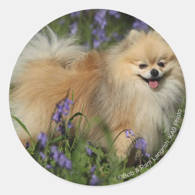 Pomeranian Looking at Camera in the Bluebells Classic Round Sticker (Front)