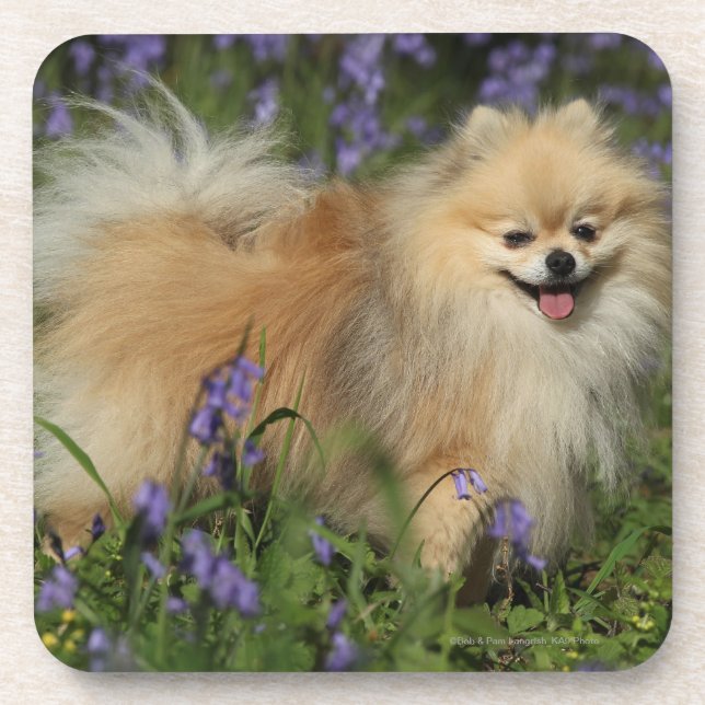 Pomeranian Looking at Camera in the Bluebells Coaster (Front)