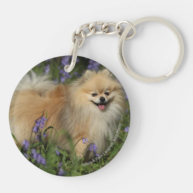 Pomeranian Looking at Camera in the Bluebells Key Ring (Back)