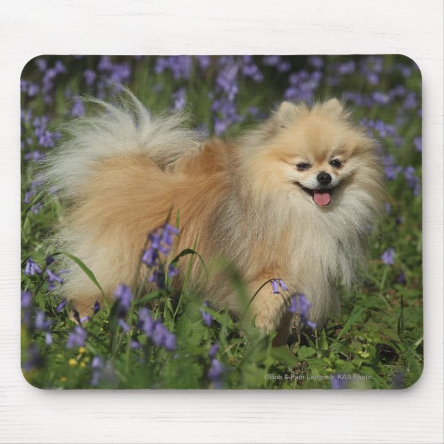 Pomeranian Looking at Camera in the Bluebells Mouse Pad (Front)