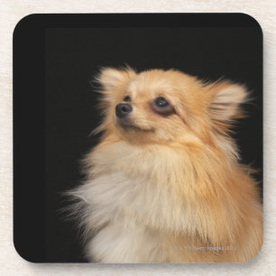 Pomeranian looking up on black coaster