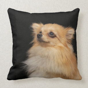 Pomeranian looking up on black cushion
