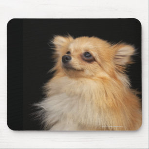 Pomeranian looking up on black mouse pad
