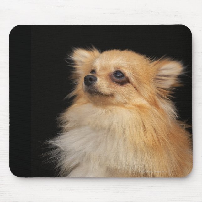 Pomeranian looking up on black mouse pad (Front)