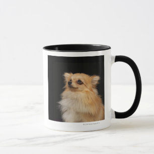 Pomeranian looking up on black mug
