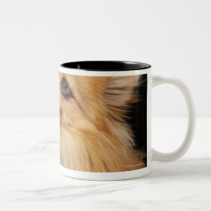Pomeranian looking up on black Two-Tone coffee mug