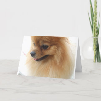 Pomeranian Lover Card