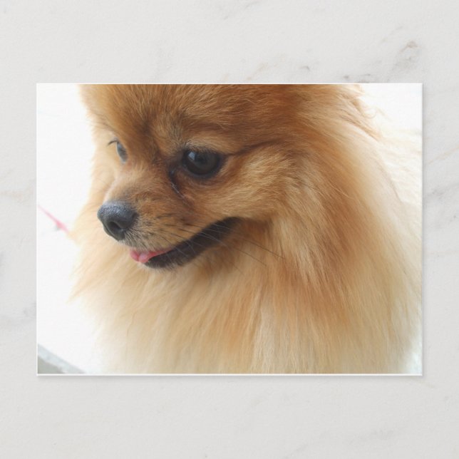 Pomeranian Lover Postcard (Front)