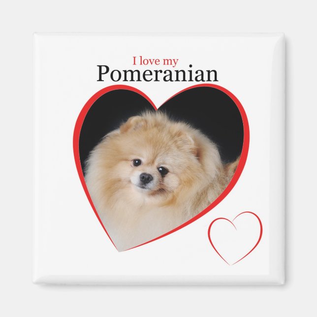 Pomeranian Magnet (Front)