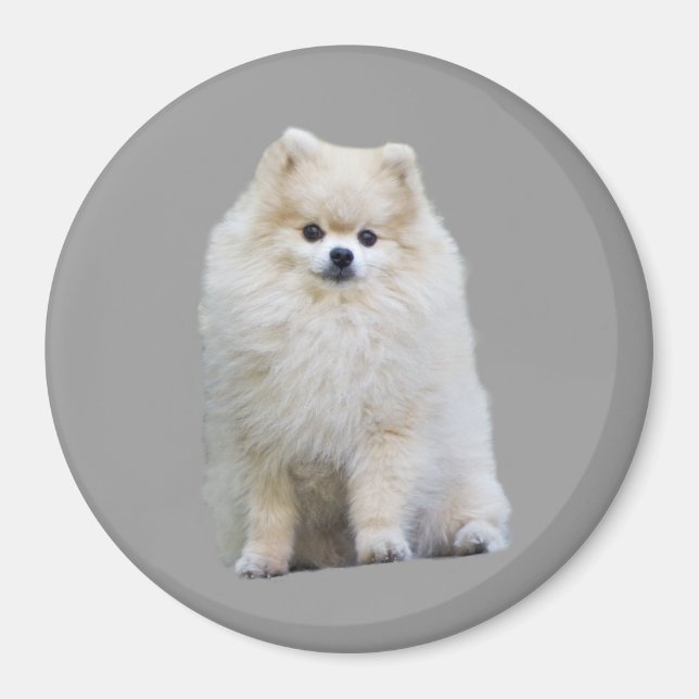 Pomeranian Magnet (Front)