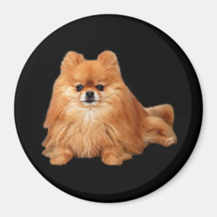 Pomeranian Magnet