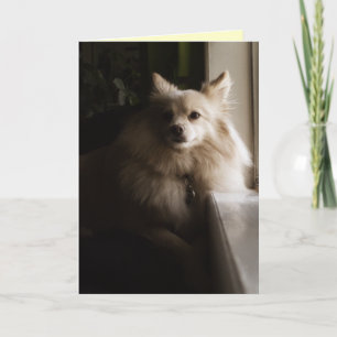 Pomeranian Miss You Card