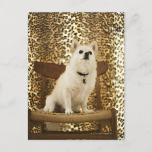 Pomeranian mix postcard