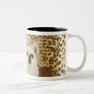 Pomeranian mix Two-Tone coffee mug