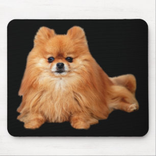 Pomeranian Mousepad