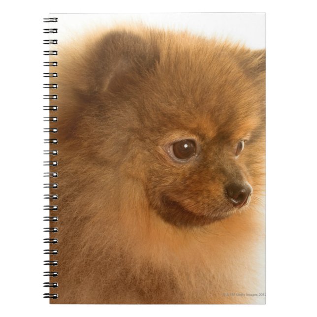 Pomeranian Notebook (Front)