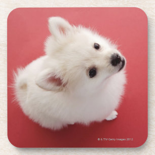 Pomeranian on the Red Carpet Coaster