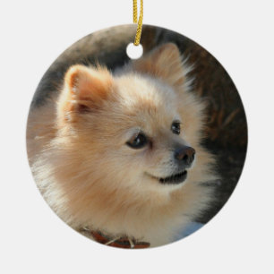 Pomeranian ornament