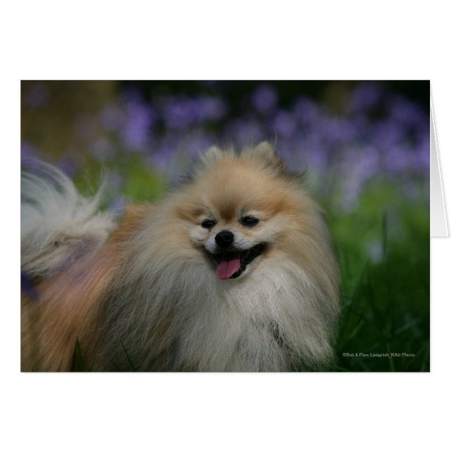 Pomeranian Panting (Front Horizontal)