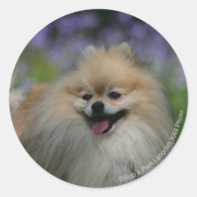 Pomeranian Panting Classic Round Sticker (Front)