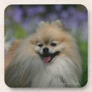 Pomeranian Panting Coaster
